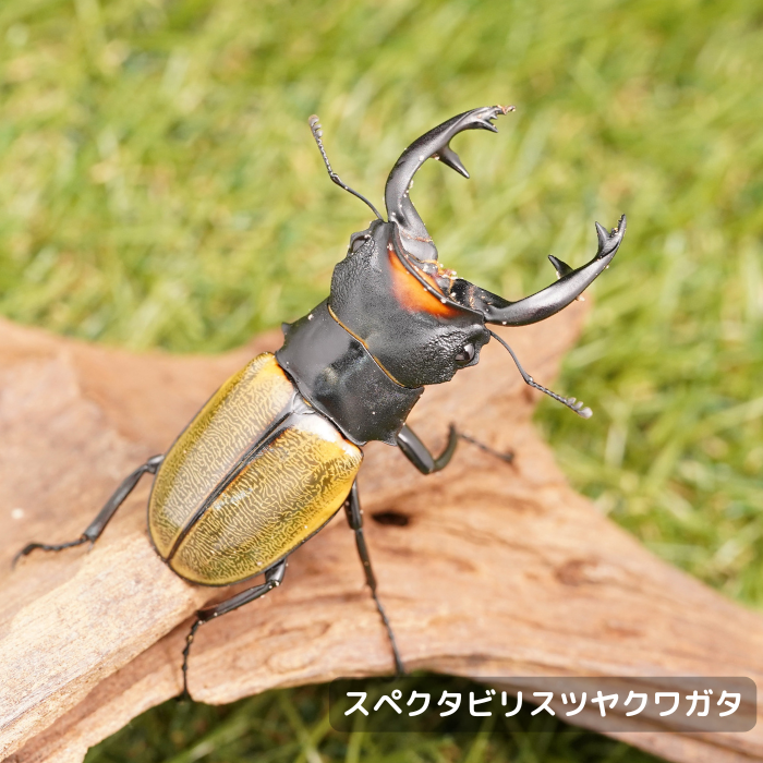 スペクタビリスツヤクワガタペアオス長歯70mmUP（アチェ産）累代WD(虫)