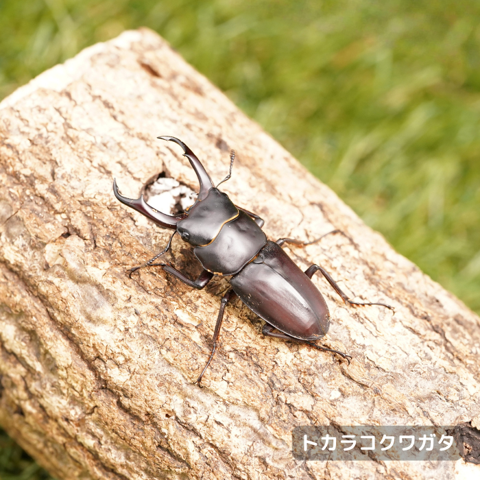 トカラコクワガタペア オス45mmUP（諏訪之瀬島産）累代F3(虫)