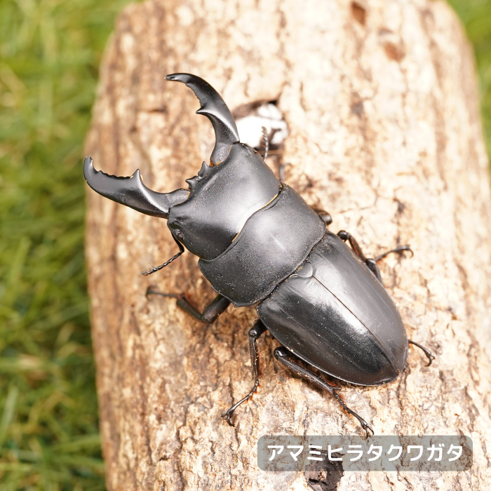 アマミヒラタクワガタペアオス45mmUP（大島郡龍郷町産）累代WF1(虫)