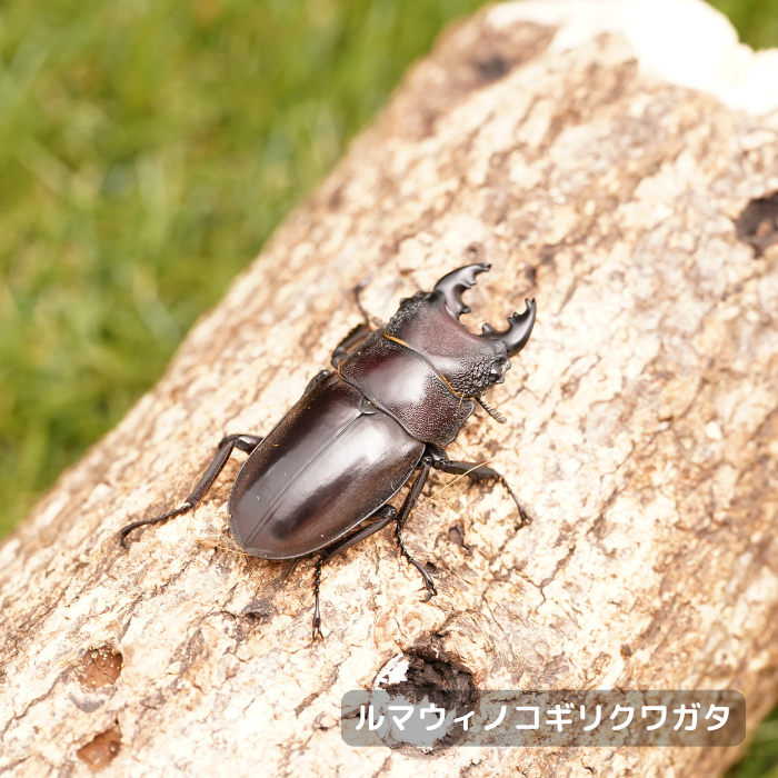 ルマウィノコギリクワガタペアオス40mmUP（ミンダナオ島産）累代WF1(虫)