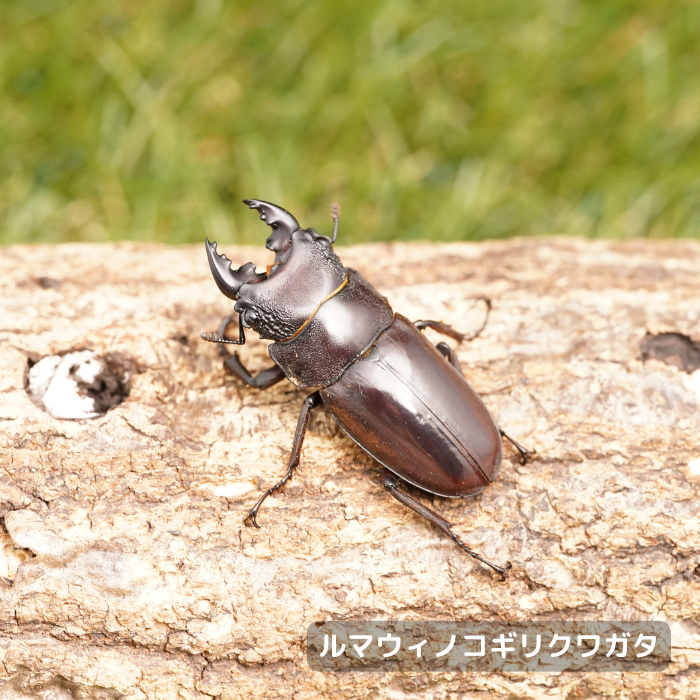 ルマウィノコギリクワガタペアオス45mmUP（ミンダナオ島産）累代WF1(虫)