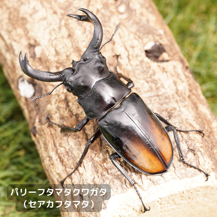 パリーフタマタクワガタ（セアカフタマタ）ペアオス80mmUP（ジャンビ産）累代WD(虫)
