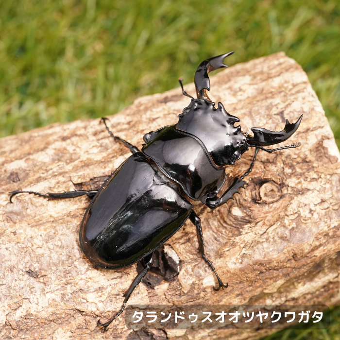 タランドゥスオオツヤクワガタペアオス77mm（コンゴ産）累代CBF1(虫)
