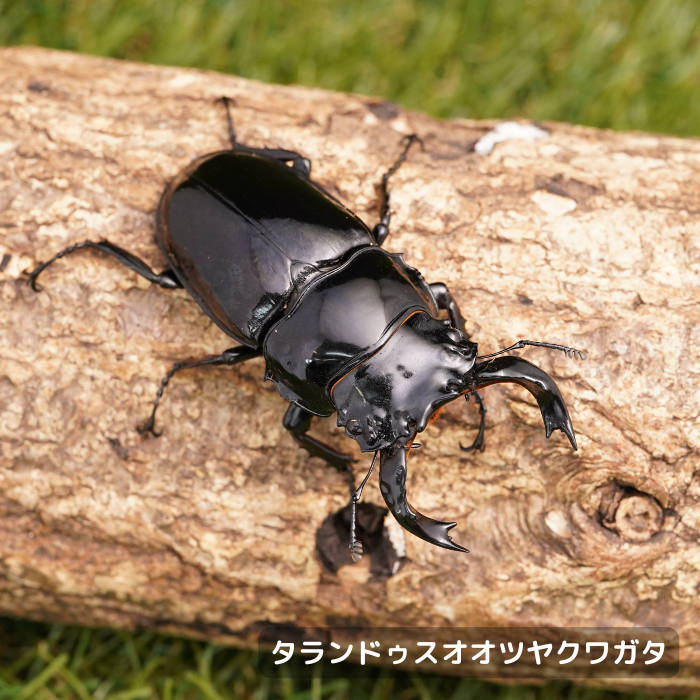 タランドゥスオオツヤクワガタペアオス73mm（コンゴ産）累代CBF1(虫)