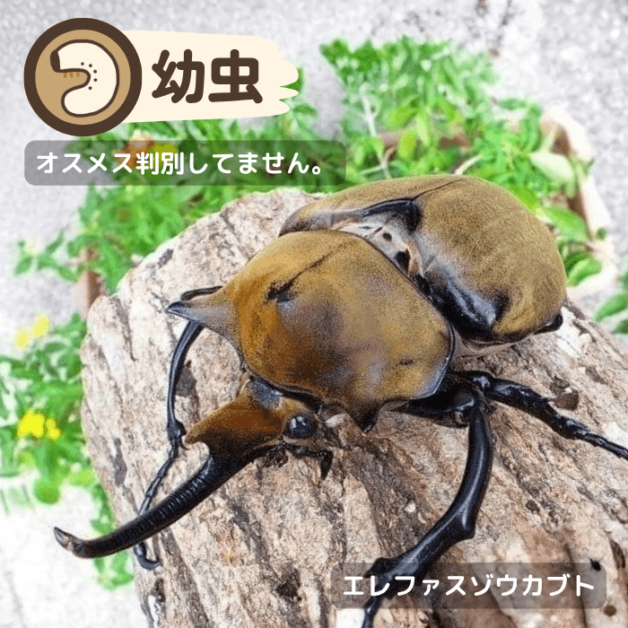 エレファスゾウカブト幼虫（メキシコ産）累代CBF3(虫)