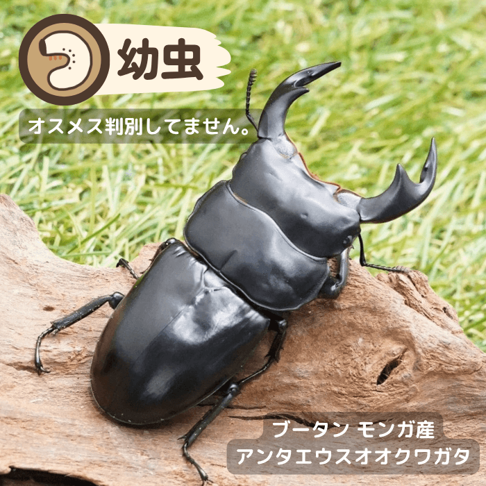 アンタエウスオオクワガタ幼虫（ブータン モンガル産）累代CBF4(虫)