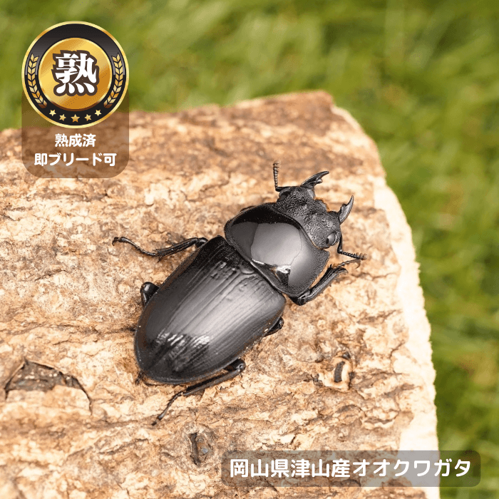 岡山県津山産オオクワガタ単品メス45mmUP 累代CB※成熟済み(虫)