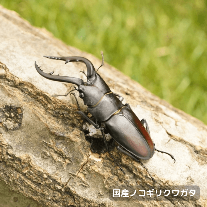 国産ノコギリクワガタペアオス55mmUP（群馬県産）累代WD(虫)