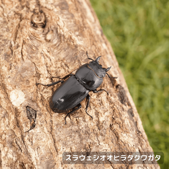 スラウェシオオヒラタクワガタ単品メス35mmUP（シンジャイ産）累代WD(虫)