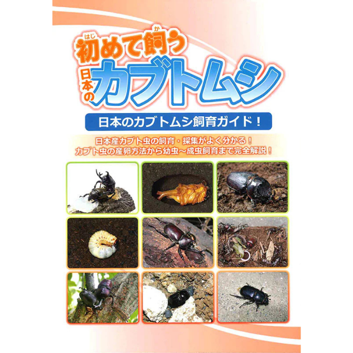 初めて飼うカブトムシ（日本）