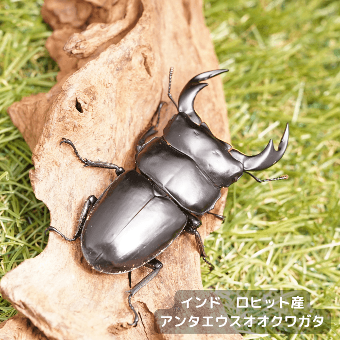 アンタエウスオオクワガタペアオス75mm（インド　ロヒット産）累代F4(虫)