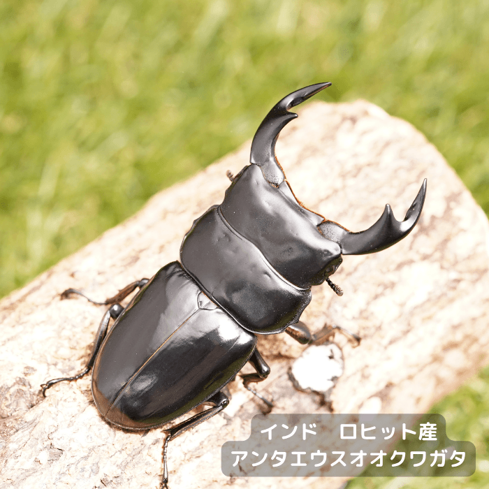 アンタエウスオオクワガタペアオス80mm（インド　ロヒット産）累代F4(虫)