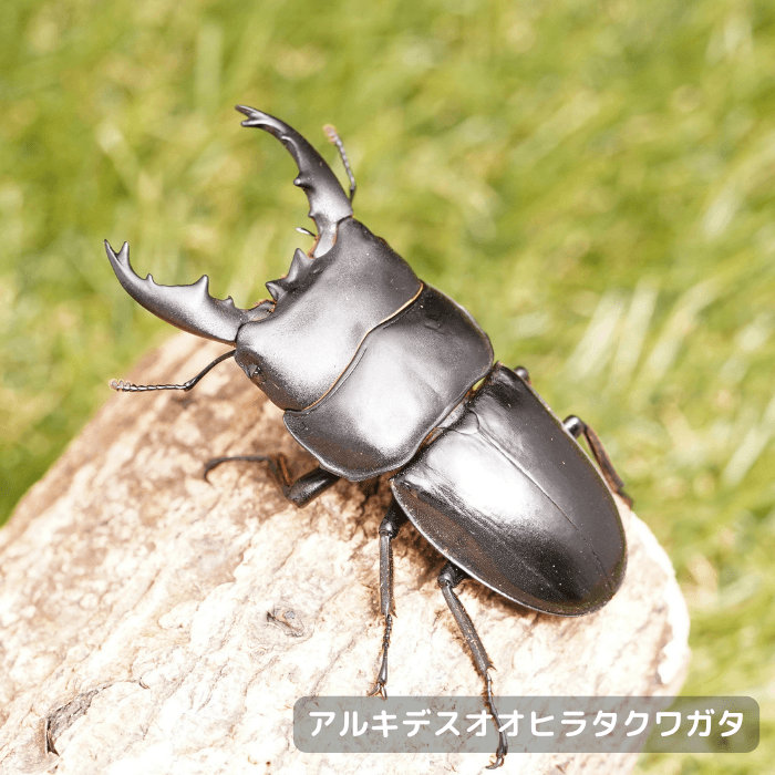 アルキデスオオヒラタクワガタペアオス中歯70mmUP（アチェ産）累代WD(虫)