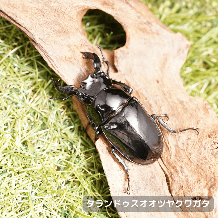 タランドゥスオオツヤクワガタペアオス66mm（コンゴ産）累代CB(虫)