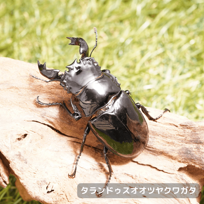 タランドゥスオオツヤクワガタペアオス72mm（コンゴ産）累代CB(虫)