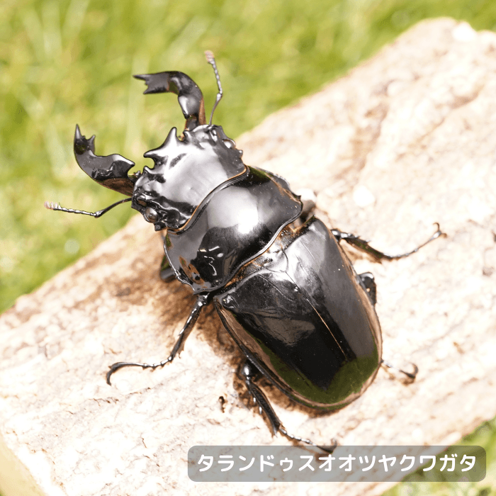 タランドゥスオオツヤクワガタペアオス80.3mm（コンゴ産）累代CB(虫)