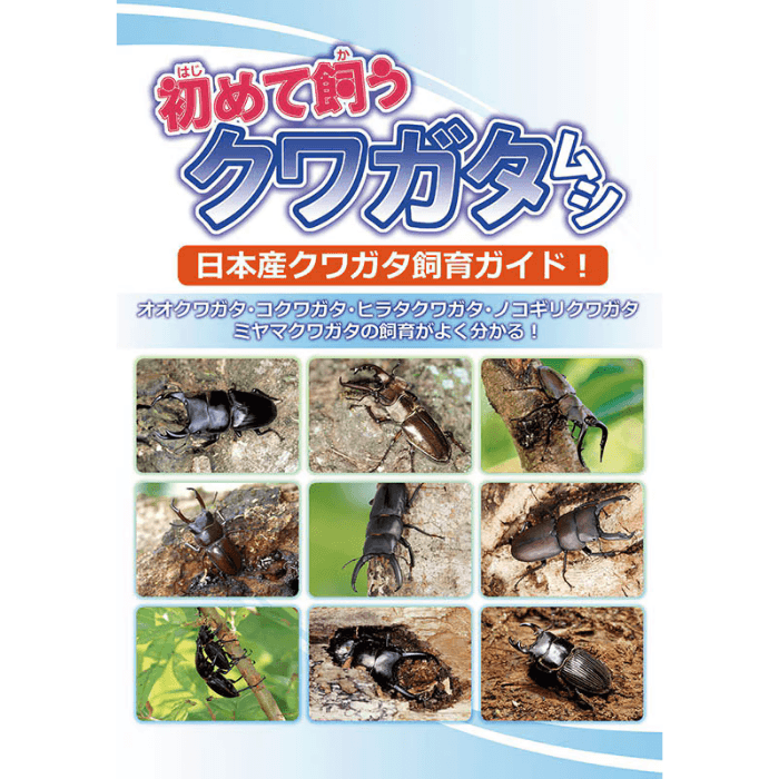 初めて飼うクワガタムシ