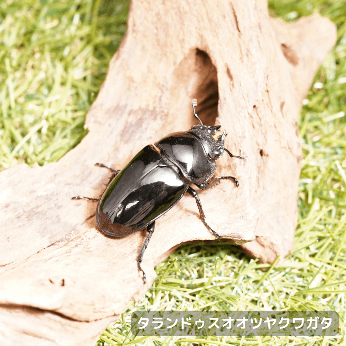 タランドゥスオオツヤクワガタ単品メス45mmUP（コンゴ産）累代CBF1(虫)