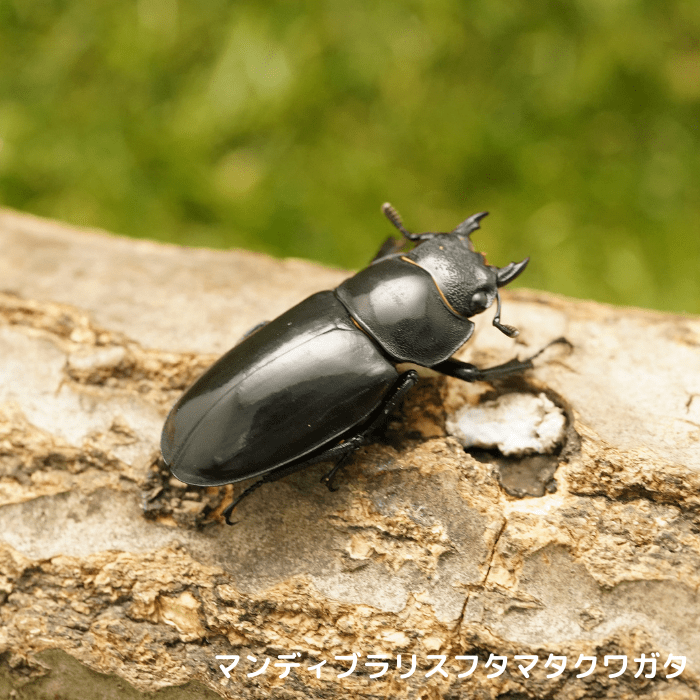 マンディブラリスフタマタクワガタ単品B品メス40mmUP(右中フセツマヒ)（スマトラ産）累代WD(虫)