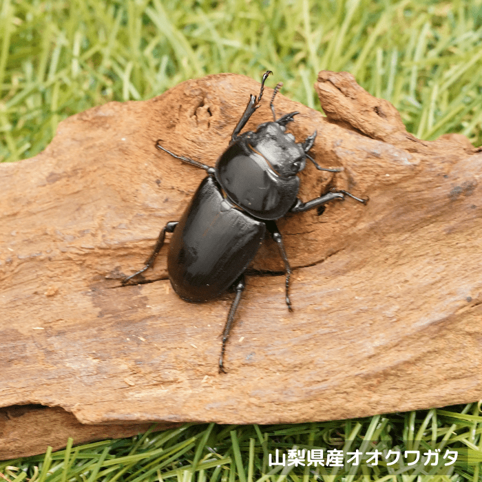 天然国産オオクワガタ単品メス40mm（産地山梨県）幼虫採集(虫)