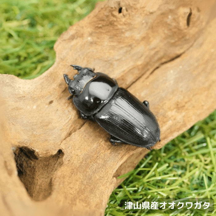 国産オオクワガタ単品メス40mmUP(岡山県　津山産)累代CB(虫)