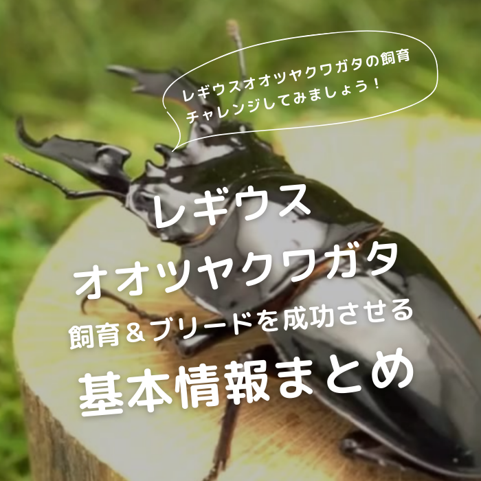 月夜野きのこ園クワガタ菌床販売部 / レギウスオオツヤクワガタ単品