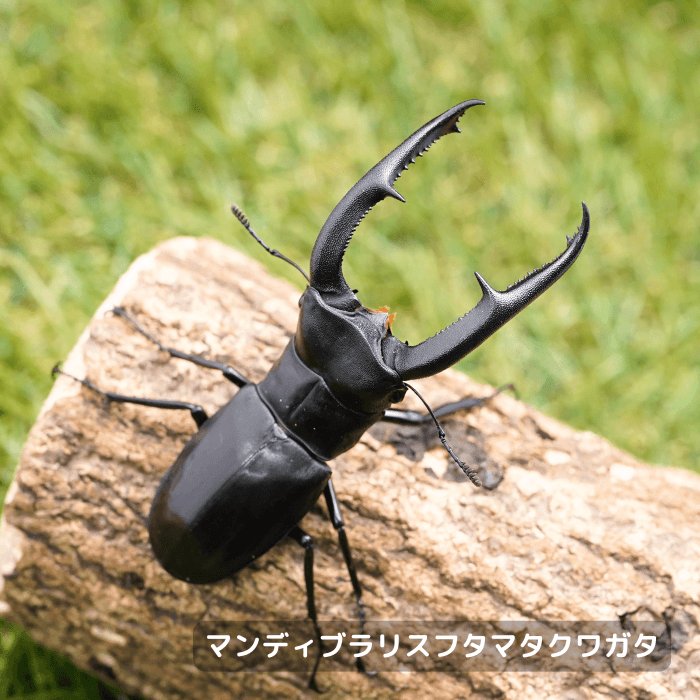 マンディブラリスフタマタクワガタペアオス90mmUP（スマトラ島産）累代WD(虫)