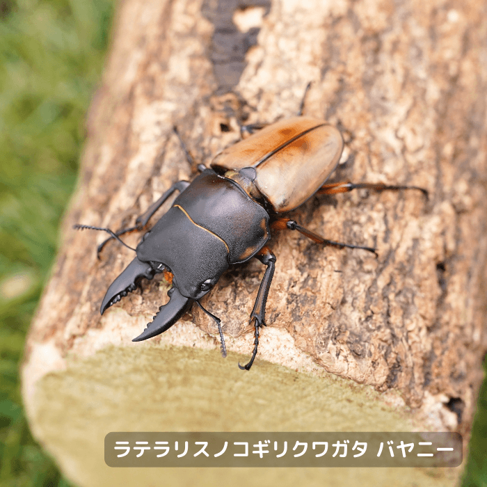 ラテラリスノコギリクワガタ バヤニー ペア オス45mmUP（フィリピン バブヤン島産）累代WF1(虫)