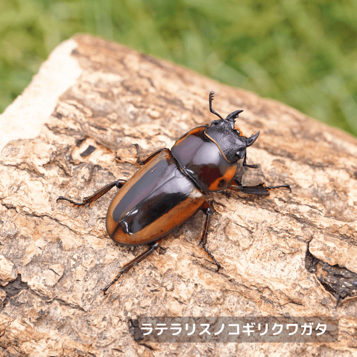 ラテラリスノコギリクワガタ単品メス30mmUP（カタンディアネス産）累代WF1(虫)