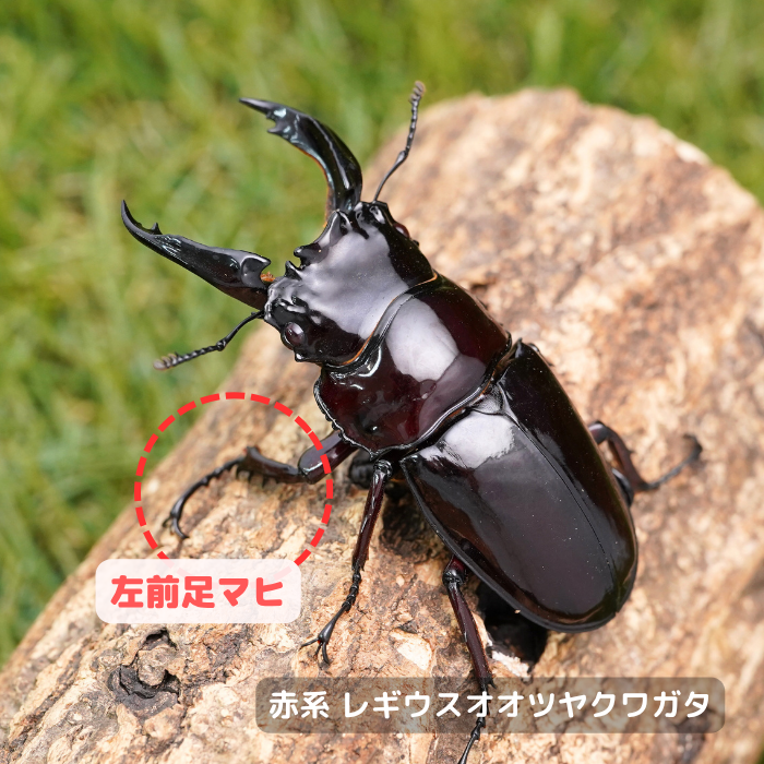 月夜野きのこ園クワガタ菌床販売部 / クワガタ