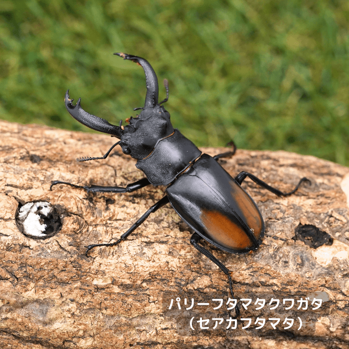 パリーフタマタクワガタ（セアカフタマタ）単品オス65mmUP（ジャンビ産）累代WD(虫)