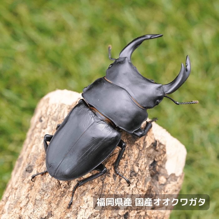 福岡県産オオクワガタペアオス75mmUP 累代CBF7(虫)
