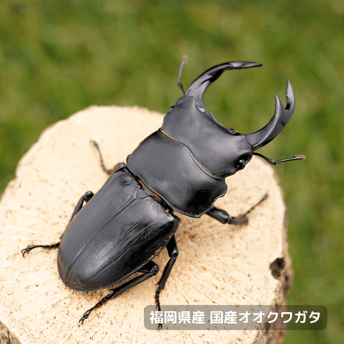 福岡県産オオクワガタペアオス70mmUP 累代CBF7(虫)