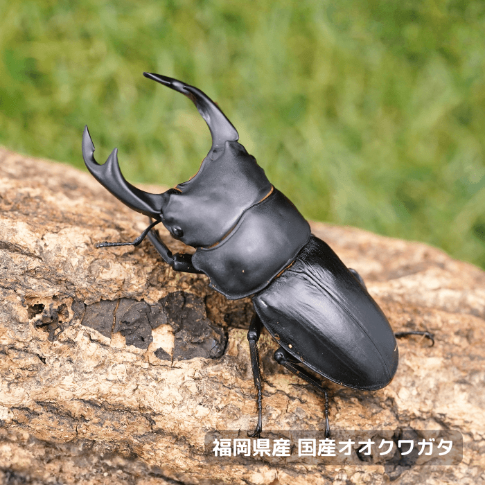 福岡県産オオクワガタペアオス65mmUP 累代CBF7(虫)