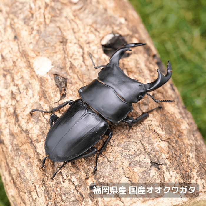 福岡県産オオクワガタペアオス60mmUP 累代CBF7(虫)