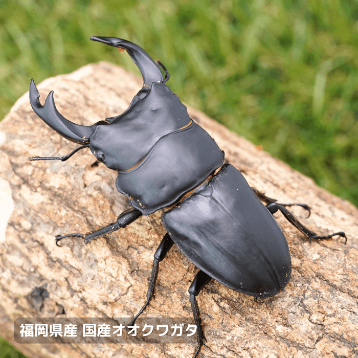 福岡県産オオクワガタペアオス80mmUP 累代CBF7(虫)