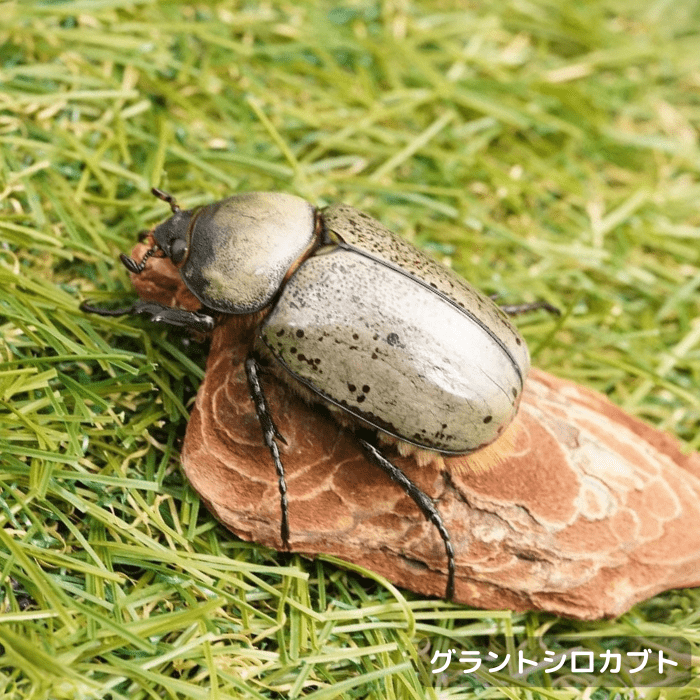 グラントシロカブト単品メス50mmUP（アリゾナ州産）累代CBF1(虫)