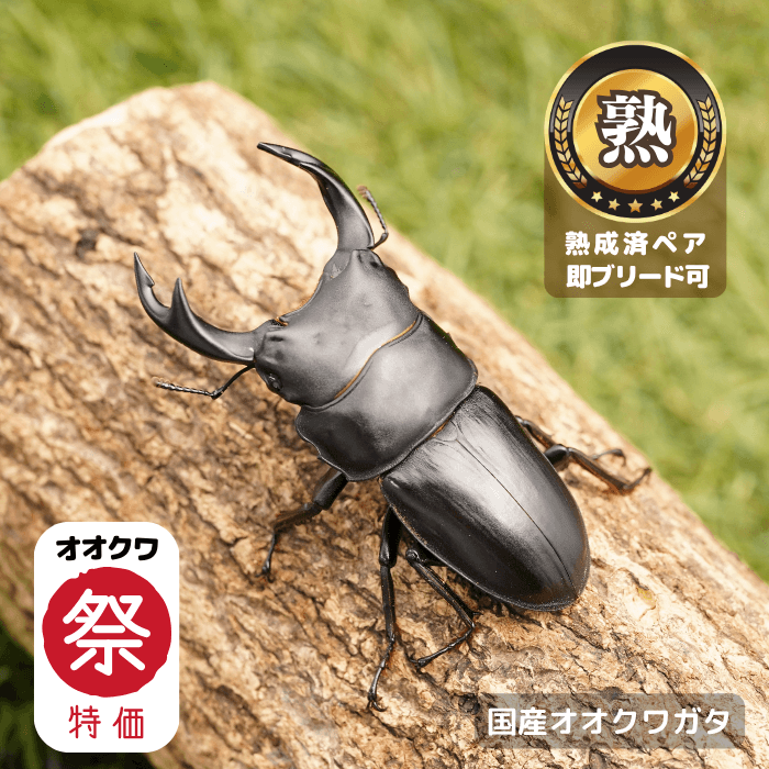 【オオクワ祭り限定 特別感謝価格 39％OFF！】 国産オオクワガタペアオス65mmUP（産地不明）累代CB※成熟済み(虫)