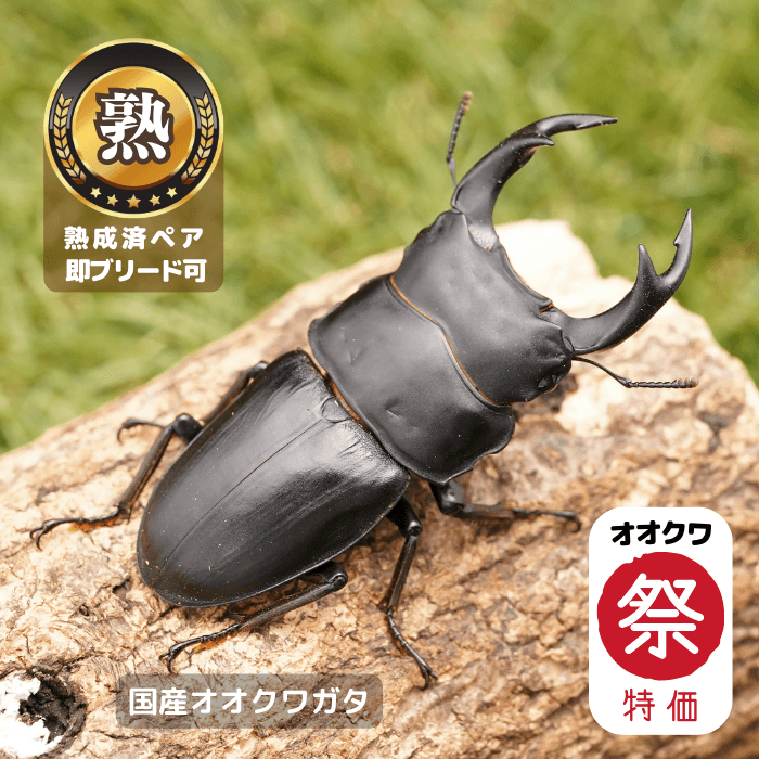 【オオクワ祭り限定 特別感謝価格 39％OFF！】 国産オオクワガタペアオス72.5～74.5mm（産地不明）累代CB※成熟済み(虫)