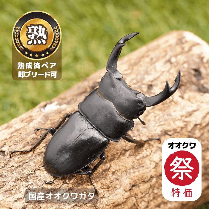 【オオクワ祭り限定 特別感謝価格 39％OFF！】 国産オオクワガタペアオス70～72mm（産地不明）累代CB※成熟済み(虫)
