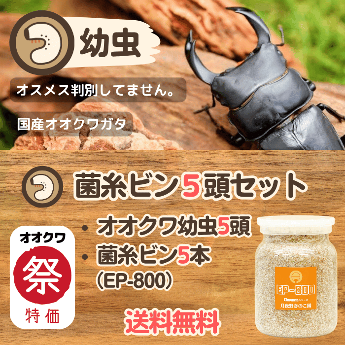 【オオクワ祭り限定 特別感謝価格】 国産オオクワガタ幼虫×5頭+菌糸ビンEP-800×5本※オス、メス判別していません（産地不明）累代CB(虫)