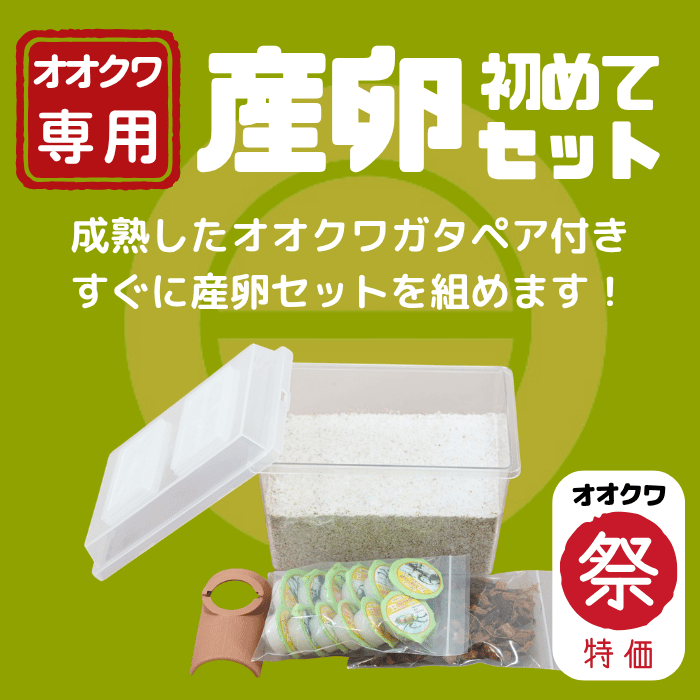 【オオクワ祭り限定 特別感謝価格 39％OFF！】 オオクワガタ専用:産卵初めてセット｜国産オオクワガタペアオス70～72mm（産地不明）累代CB※成熟済み(虫)