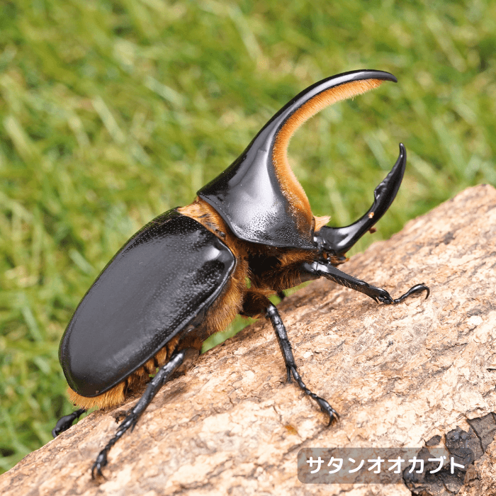 サタンオオカブトペアオス90mmUP（ボリビア産）累代CBF1(虫)