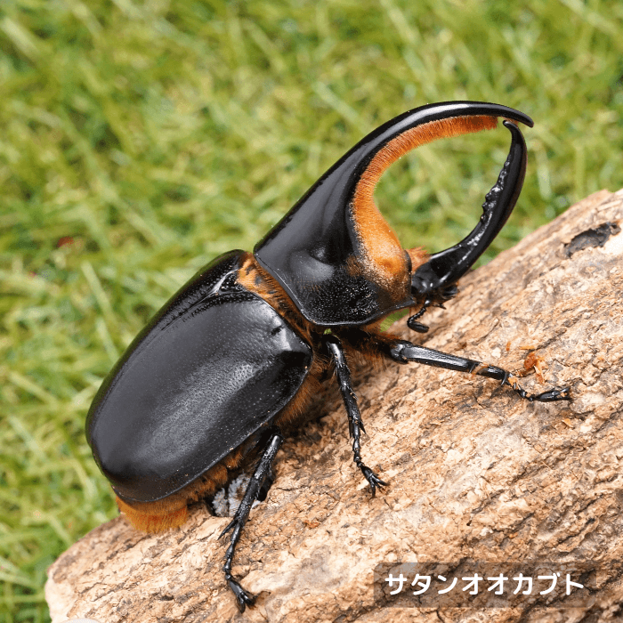 サタンオオカブトペアオス95mmUP（ボリビア産）累代CBF1(虫)