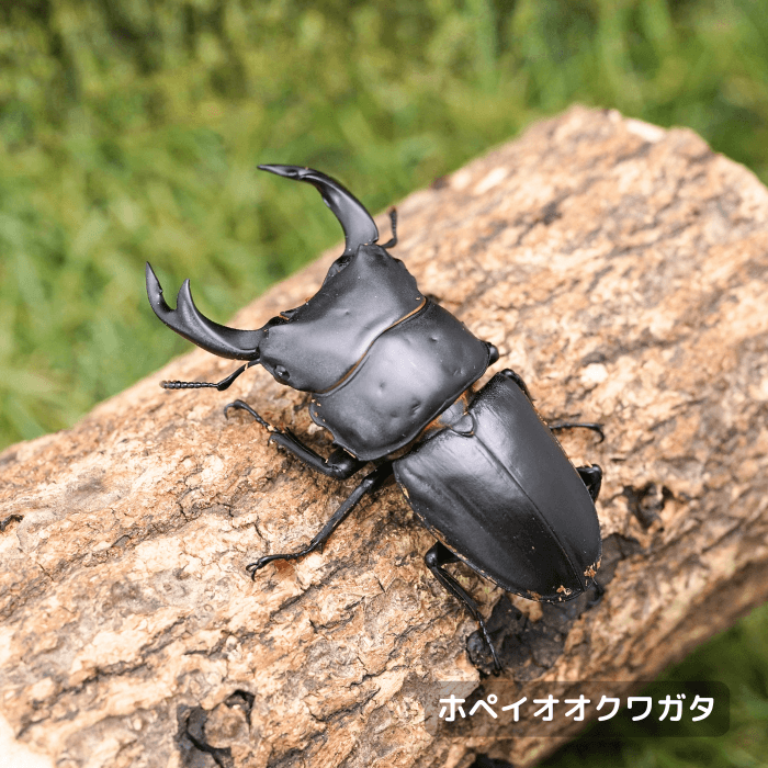 ホペイオオクワガタオスペア65mmUP（山東省産）累代WF1(虫)