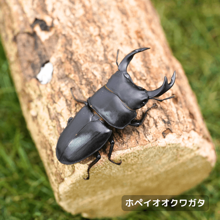 ホペイオオクワガタオスペア60mmUP（山東省産）累代WF1(虫)