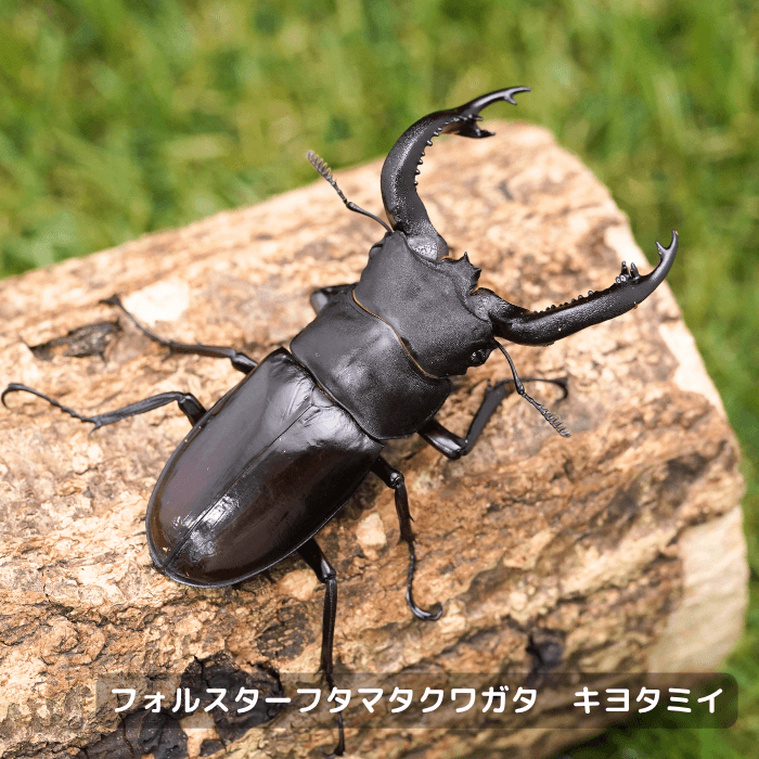 フォルスターフタマタクワガタ キヨタミイ ペアオス75mmUP（ミャンマー産）累代CBF1(虫)