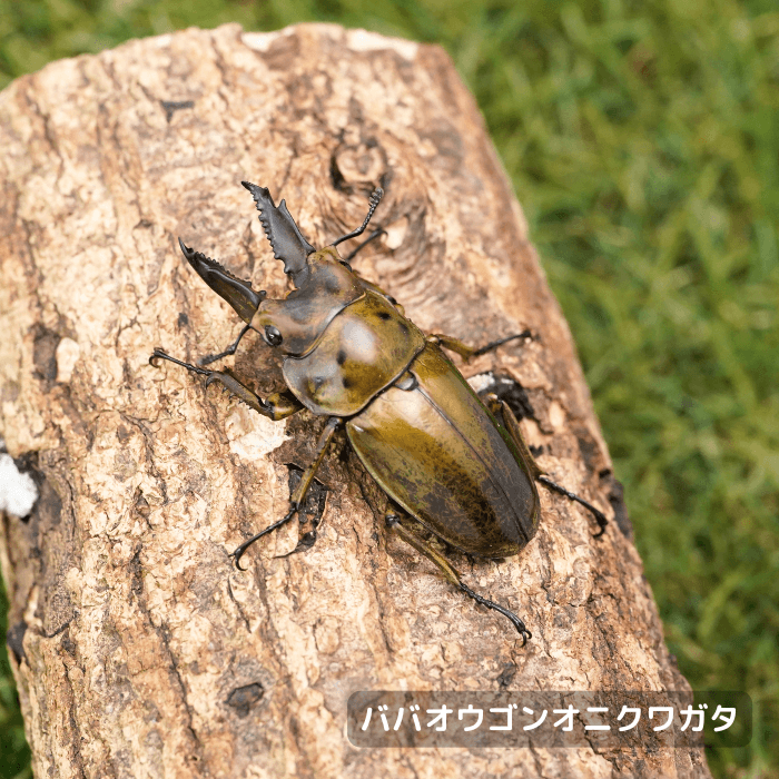 ババオウゴンオニクワガタ単品オス55mmUP（タニンダーリ産）累代CBF3(虫)