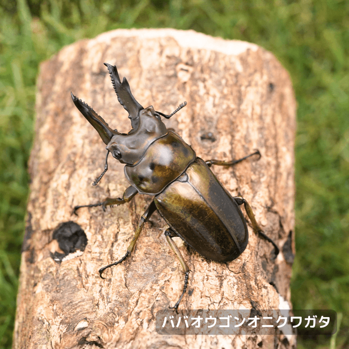 ババオウゴンオニクワガタペアオス65mmUP（タニンダーリ産)累代CB(虫)