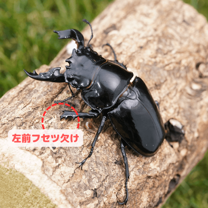 タランドゥスオオツヤクワガタ単品B品オス73mm(左前フセツ欠け)（コンゴ産）累代CBF1(虫)